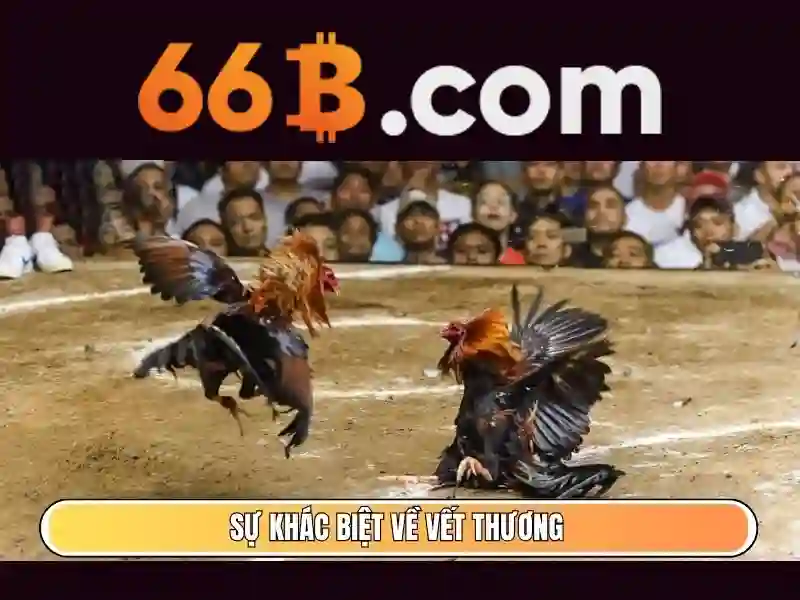 66b là gì